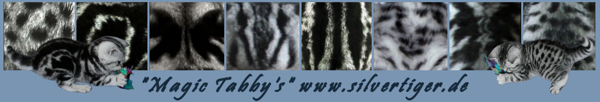 Banner-Silver-Tabbyzucht Magic Tabby's