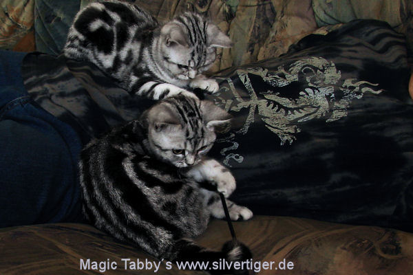 BKH-BSH-Kitten classic spotted silvertabbys-body-contact
